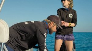 Акульи банды (документальный фильм, 2021)