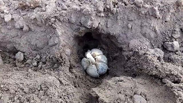 Посадка чеснока целыми головками. Эксперимент. смотреть онлайн