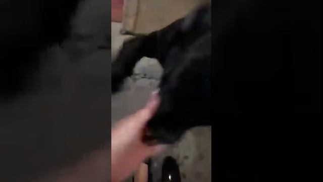Айс (#кане-корсо) был один дома. смотреть онлайн