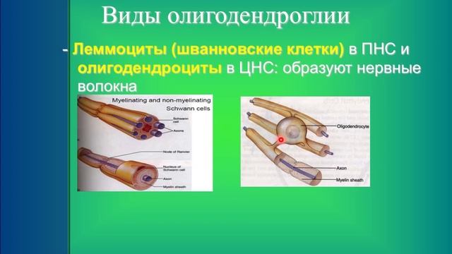 Нервная ткань. 4. Нейроглия смотреть онлайн