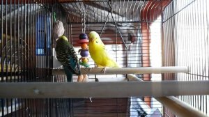 1 Hour of Budgie Best Friends Talking, Playing and Singing - Mango and Chutney