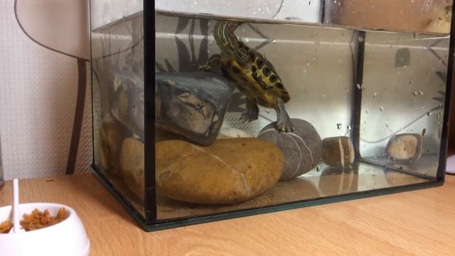 Может быть ли аллергия на черепах ?? смотреть онлайн