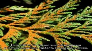 Туя пожелтела после зимы — что делать, как лечить и чем удобрять