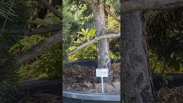 Продажа сосны за 850 тысяч #сосна #бонсаи #бонсай #топиарий #ландшафтныйдизайн смотреть онлайн