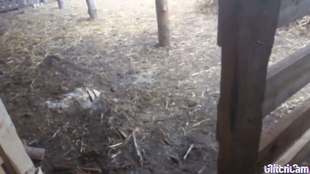 Стойло для быков на откорм! смотреть онлайн