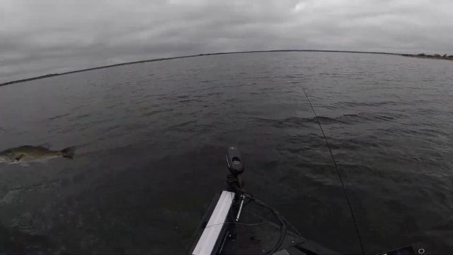 Hunting SUPER Clear Water Fish in THICK Grass! смотреть онлайн