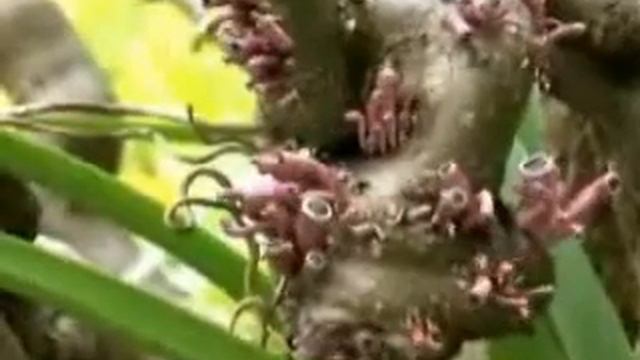 plant eyes смотреть онлайн