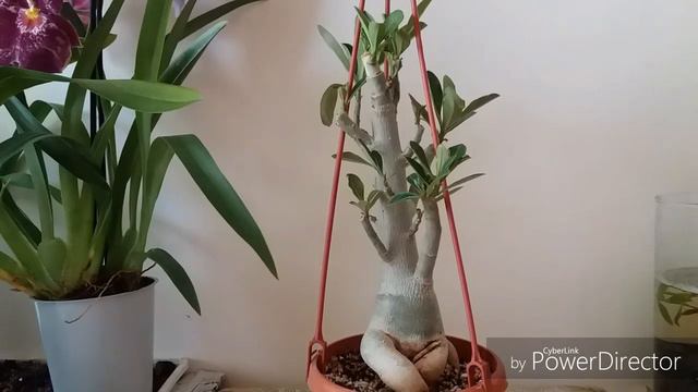 Адениум из Баку 10 дней спустя. смотреть онлайн