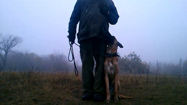 хороший малинуа -идеальная собака для дрессировки