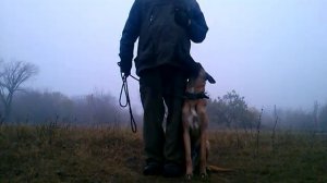 хороший малинуа -идеальная собака для дрессировки