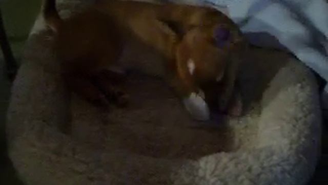Woody the Incredible Chihuahua Puppy смотреть онлайн
