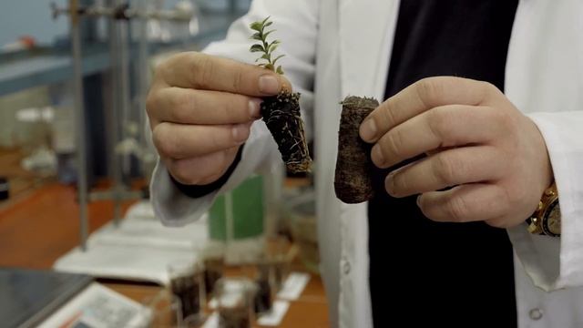 Эко малина. Выращивание кедра, магнолии, сосен Торфяная таблетка смотреть онлайн