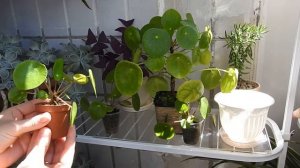 Пилея пеперомиевидная . Субстрат.  Уход.  Освещение.  Как добиться красивой листвы