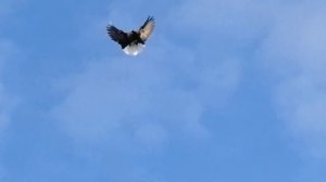 Мелитопольские голуби, для тех кто хочет увидеть и понять форму.