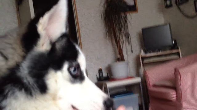 Хаски показывает язык смотреть онлайн