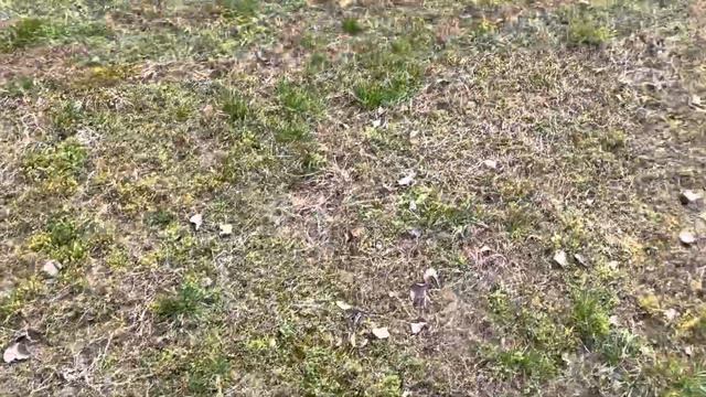 НАРЦИССЫ. DAFFODILS 🌼 in my garden. #laraininamerica смотреть онлайн