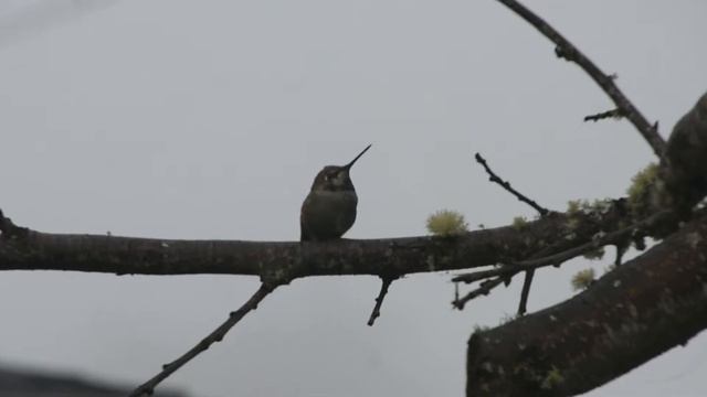 Anna's Hummingbird (Calypte anna) video 2019-11-07 (2) смотреть онлайн
