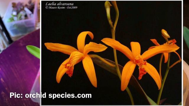 Look at my Rupicolous Laelia collection Oct. 2021 смотреть онлайн