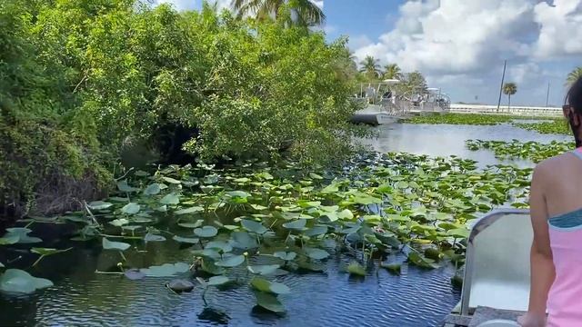 Алигаторовое сафари в парке Эверглейдс | Жизнь в США смотреть онлайн