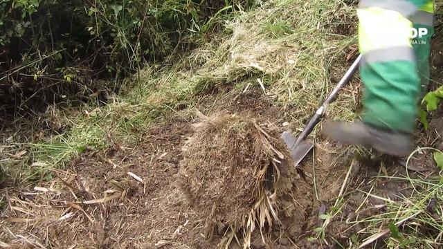Tutorial: cómo arrancar un plumero (Cortaderia selloana) con ayuda de desbrozadora StopCortaderia смотреть онлайн