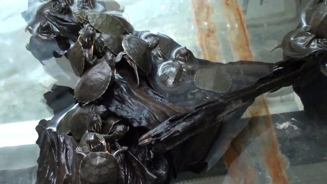 Западная расписная черепаха (краснобрюхая) Chrysemys picta bellii (Western Painted Turtle) смотреть онлайн