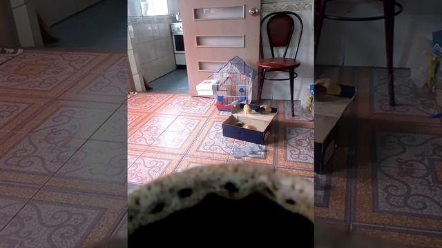 Скрита камера номер 1 смотреть онлайн