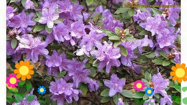 Рододендрон гибридный Пепл. Краткий обзор, описание характеристик rhododendron Purple Pillow смотреть онлайн