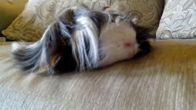 11My guinea-pig is fun)моя смешная морская свинка) смотреть онлайн