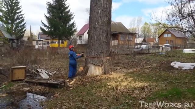 Валка больших деревьев, подборка. Часть 2. Big tree felling compilation (Russia). Part 2. смотреть онлайн