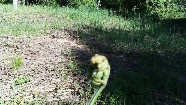 Как собирать папоротник . Как растет папоротник орляк . Прогулка в лесу . Красота природы . Сбор гд смотреть онлайн