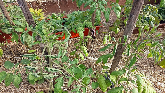 Сибирь. Томаты угарели! Обзор. смотреть онлайн