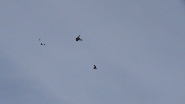 сплошные все смотреть онлайн