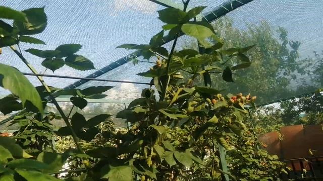 Притеняющая сетка и шпалеры для ежевики смотреть онлайн