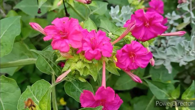 Mirabilis/4 O' Clock Care to have immense flowering смотреть онлайн