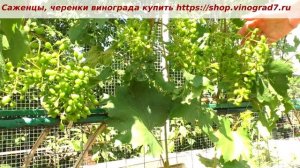 Виноград Румейка- очень ранний срок созревания. Размеры самой грозди после  оплодотворения.