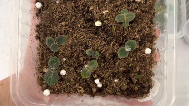 Глоксинии. Изумительный сеянец. Проверим быстро смотреть онлайн