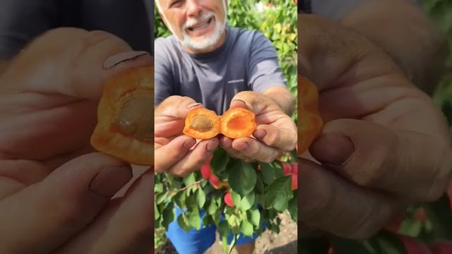 О вкусе не спорят! Саратовский Рубин-эталон вкуса! #shorts #абрикосы #сад @SadyRossii смотреть онлайн