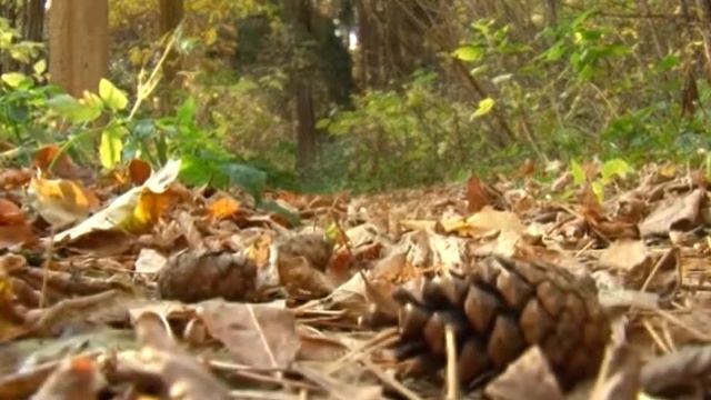 Всероссийская акция «Живи лес» смотреть онлайн