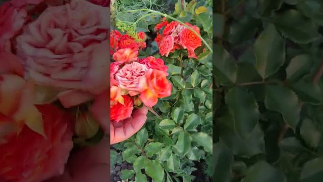 Оранж Бэби(Orange Babyflo) смотреть онлайн