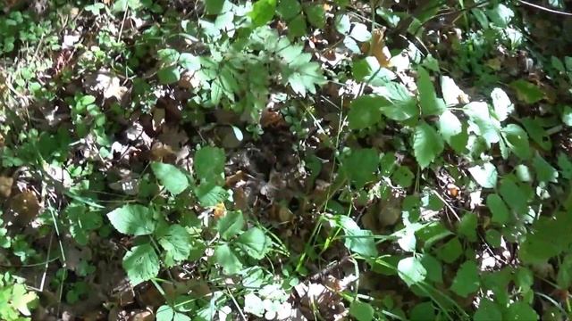 132. За белыми грибами август 2021 в Заокском районе Тульской области. Прогулка по перелескам, гриб