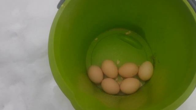 Ливенские ситцевые куры,взрослые и молодняк 2020, стоимость кк и инкуб.яиц, и болтовни о важном!☝️ смотреть онлайн