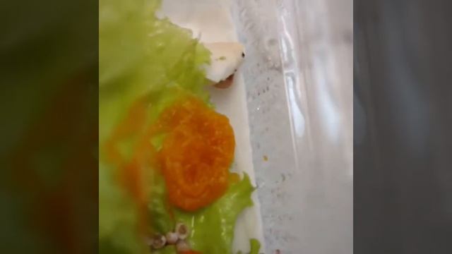 Малыши Ахатины ?.