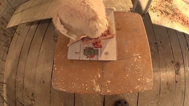 Как вырастить Цыплят бройлеров РОСС 308 ( 19 СУТОК) ЦЫПЛЯТА РАСТУТ смотреть онлайн