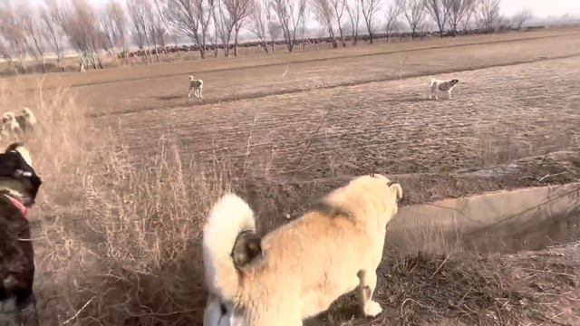 KÖPEKLER BİRBİRİNE GİRDİ--AYIRMAYA ÇALIŞIRKEN KÖPEK BENİ ISIRDI смотреть онлайн