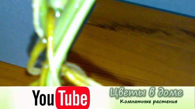 Как размножить сингониум в домашних условиях. смотреть онлайн