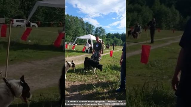 Ринг кобели РЕЛ - младшая группа. смотреть онлайн