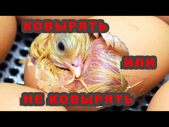 ПОЧЕМУ НЕЛЬЗЯ ДЕЛАТЬ ДЫРКИ В ЯЙЦЕ смотреть онлайн