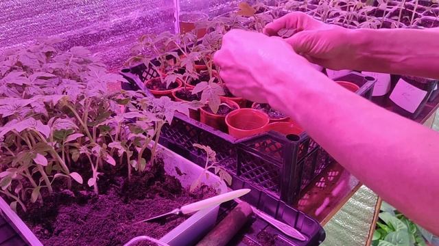 пекировка томата -Демидов ч.1 смотреть онлайн