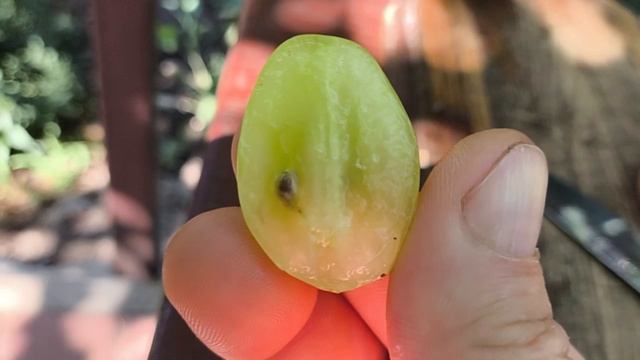 ГРАЦИЯ виноград селекции Калугина В.М. с мускатным вкусом смотреть онлайн