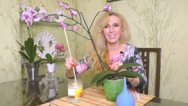 Орхидея с засушенными корнями, спустя десять дней после пересадки. Что дальше? смотреть онлайн
